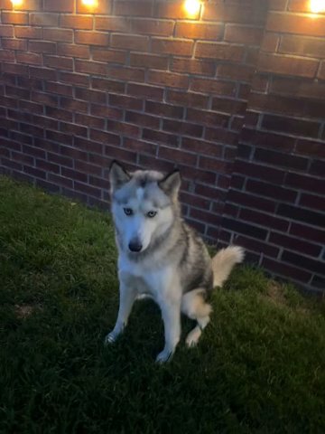 1 Year Old Husky For Sale