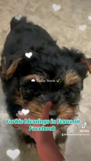 (sold) AKC Traditional Boy 12 Weeks At Christmas
