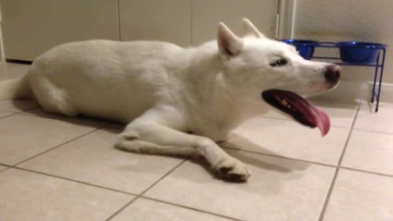 Riddik Tired After Walk