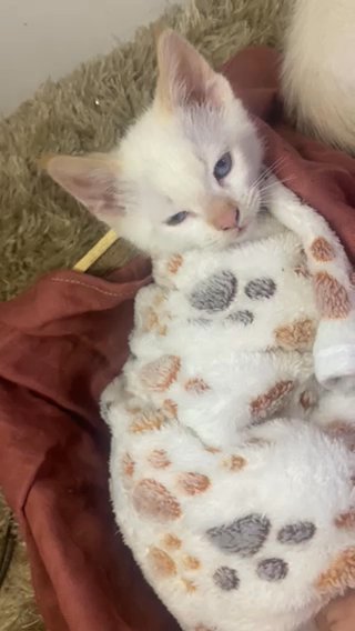 Flame Point Siamese