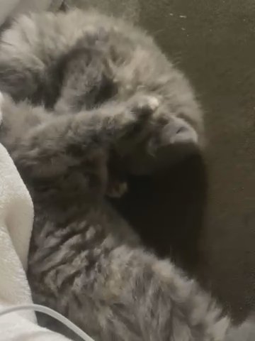 Gray Cats