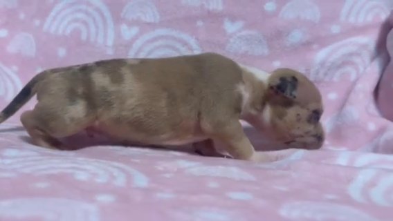 American bully pup available