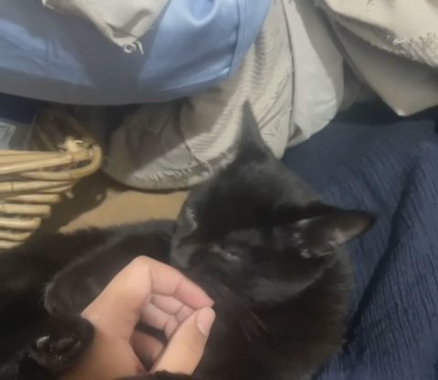 Kitten