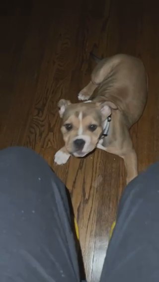 3 Month Only Girl Pitbull