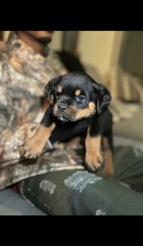 Female Rottweiler in Grand Rapids, Michigan