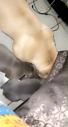 2 blue pocket American bulkies