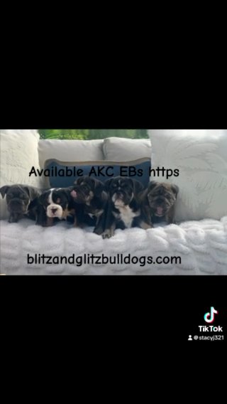 AKC English Bulldogs