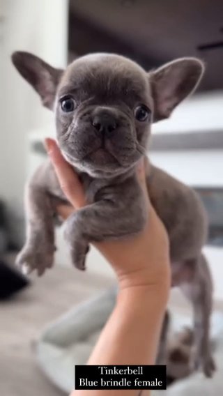 *** SOLD*** Tinkerbell Blue Reverse Brindle