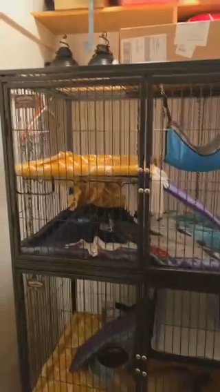 Ferrets