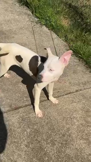 Puppy Pit bull