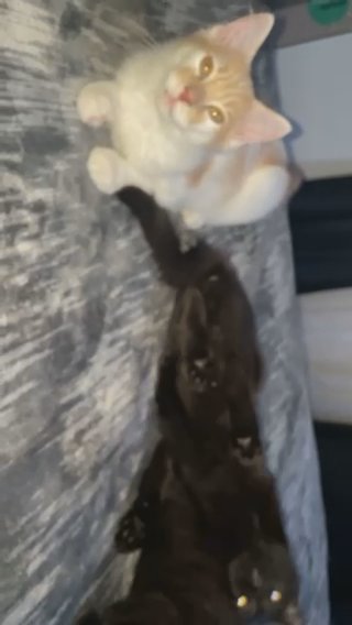 Maine Coon/Turtle Shell in Reno, Nevada