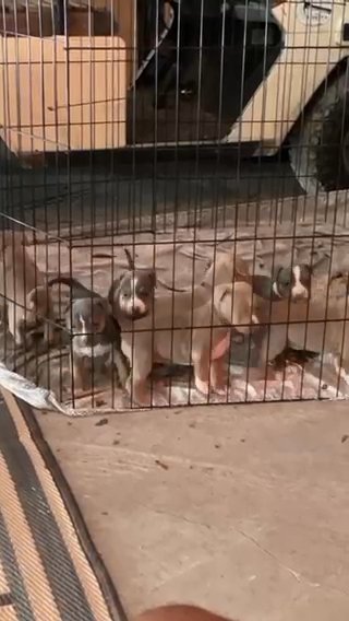 Standard/Xl Ukc Abkc American Bully pups
