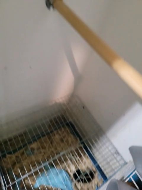 guinea pigs for sale :))))