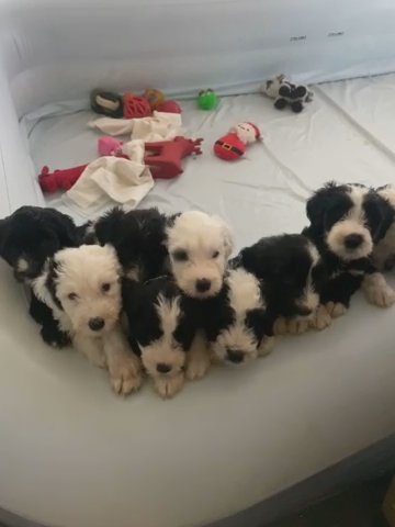 Sheepadoodle Puppies