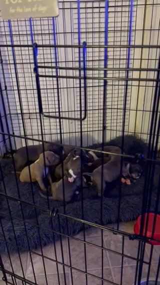 Full Breed Xl Bullies