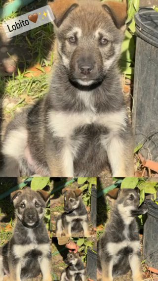 German Shephard