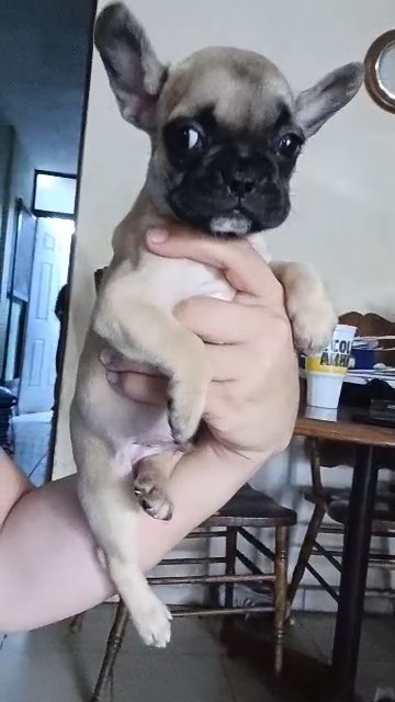 french bulldog puppy