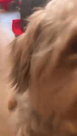 Yorkipoo