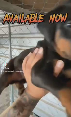 Doberman puppies