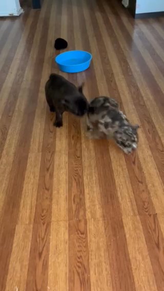 AKC Brindle French Bulldog Puppy