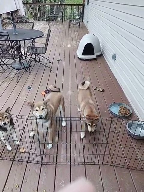 SHIBA INUS