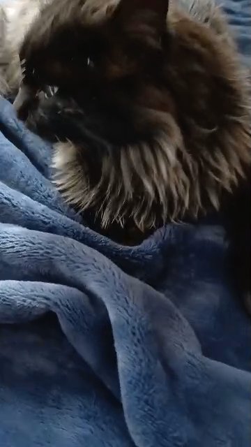 mainecoon mix