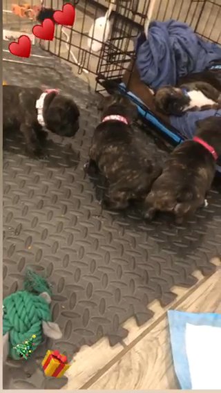 French Bulldog Puppies For Sale
