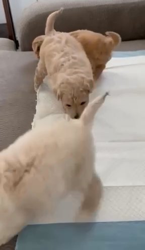 Maltipoo Puppies