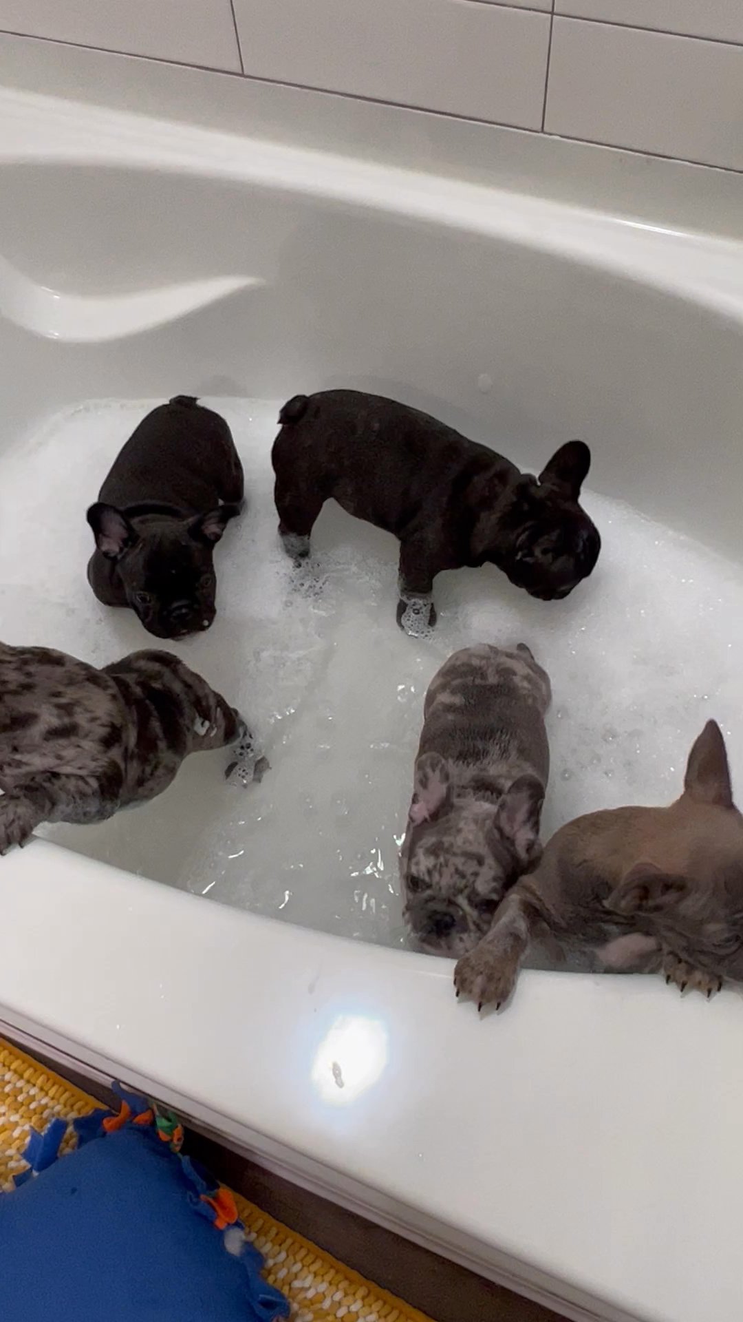 Looking for their Fur-ever homes