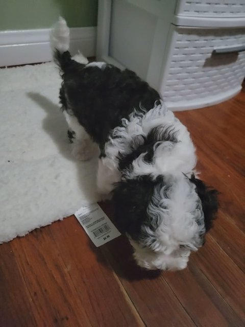 poodle dog multies