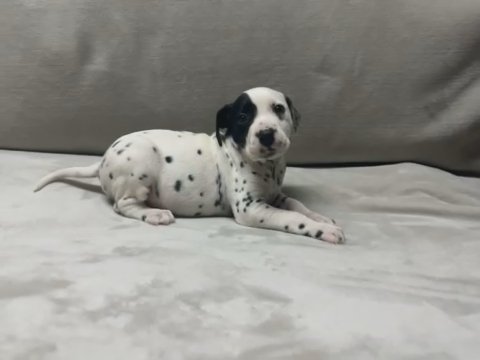 Dalmatian Puppy For Sale