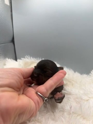 ?SOLD? Yorkie Ocean pearl Male~ Buffalo
