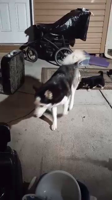 puppies looking for a forever home