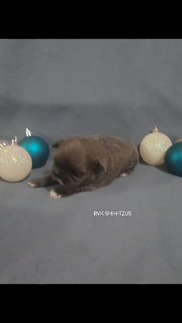 Imperial Shih-Tzus