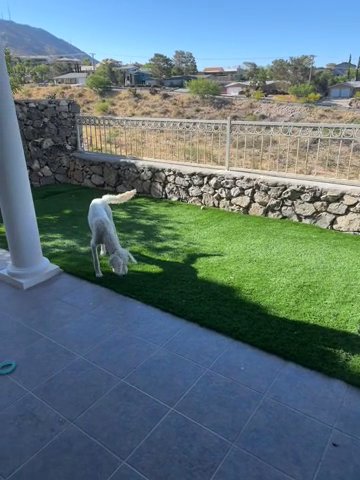 Labradoodles