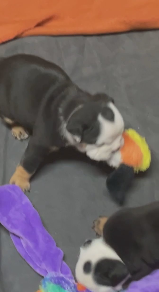 English Bulldog Puppies 6 available
