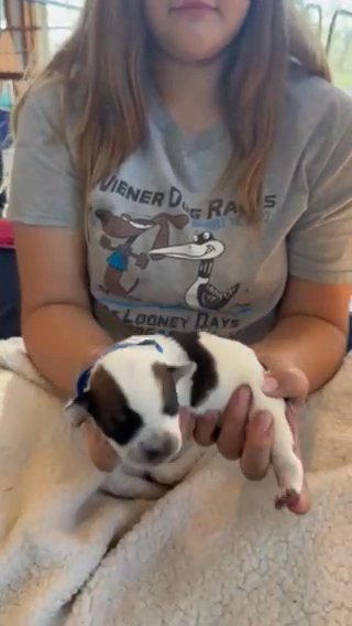 TRI Olde English Bulldogge Puppy