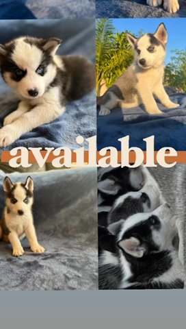 Siberian Huskies