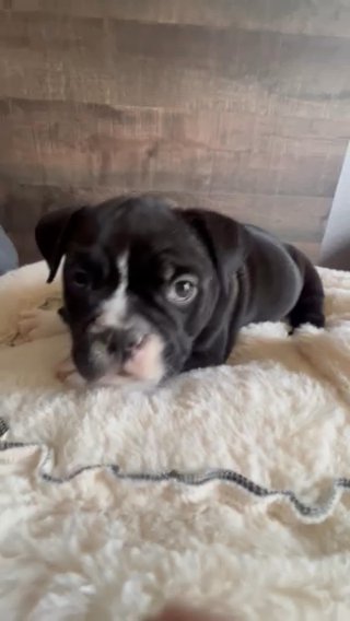 8 Week Old bully puppy’s Pocket