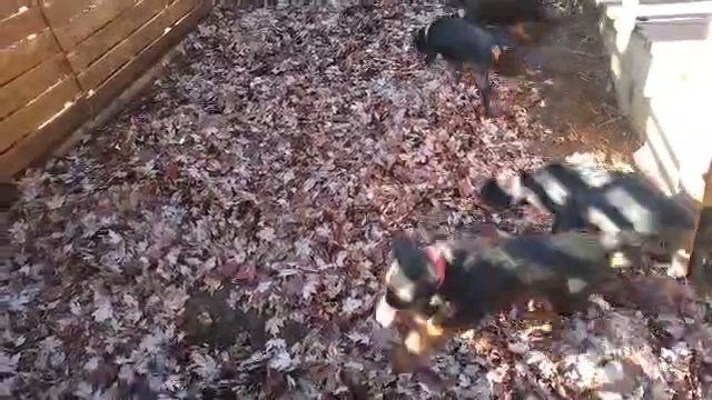 AKC Rottweiler pink girl