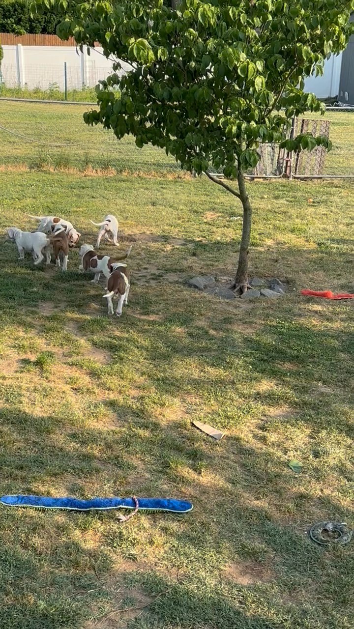 American Bulldog puppies looking for forever homes in South Jersey