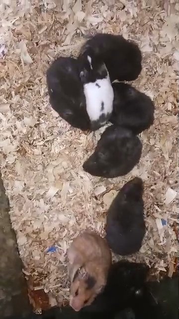 Syrian hamster pups!