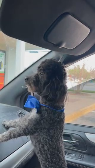 Toy poodle