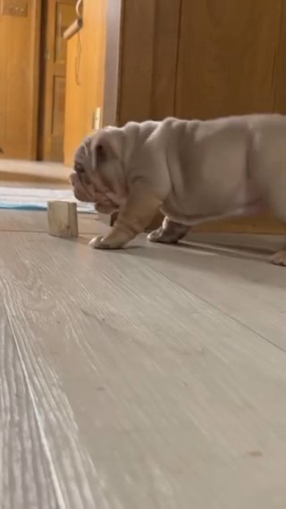 SOLD Hippo ? male English Bulldog