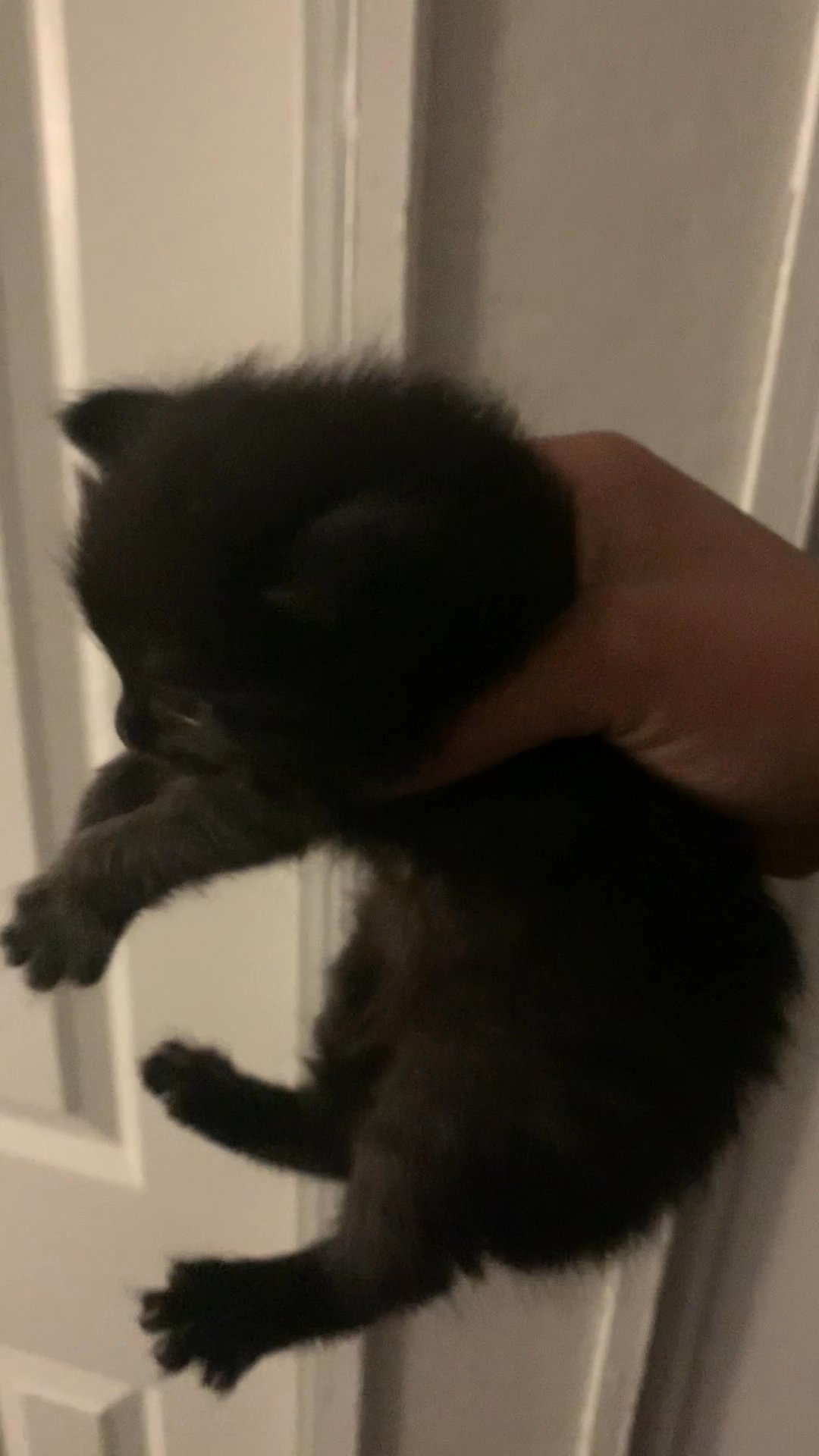 Kittens For Sale
