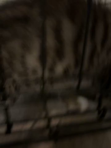 baby cat