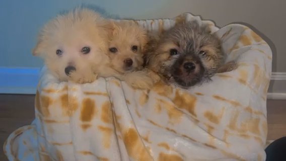 Pomeranian / Poodle pups