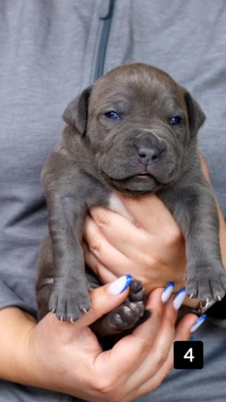 American Bully Puppies