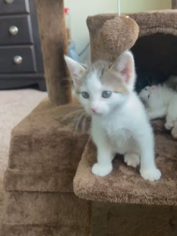 Free Kitten