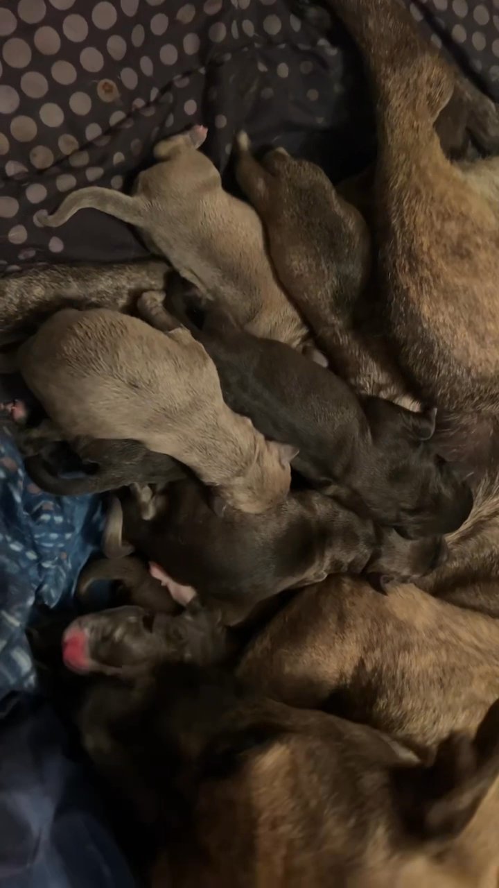 BLUE-EYES HUNTER - ENGLISH MASTADOR PUPPIES